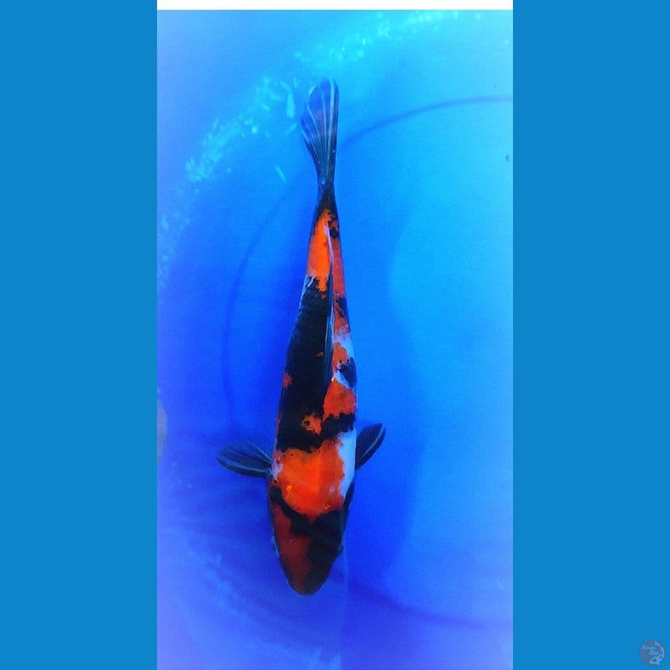 Showa Sanshoku Mantab 31 cm FM