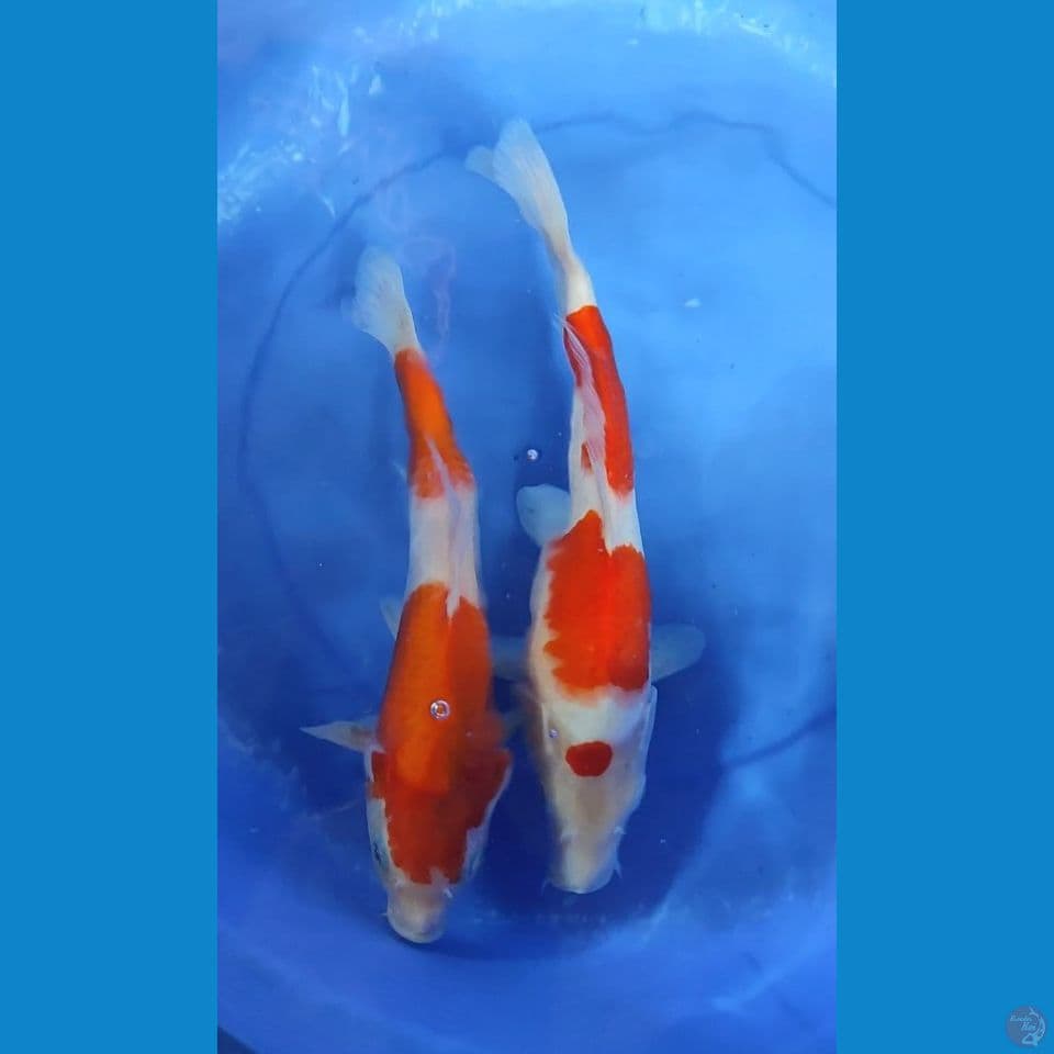 Duo Kohaku sanke 30-33.5 cm Mix