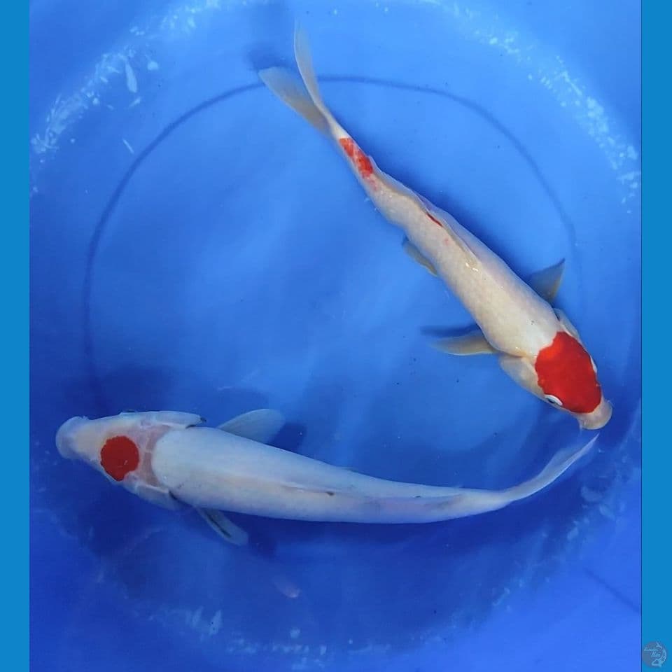 Duo Kohaku 32-34 cm Jantan semua