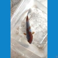 mini UCHIBA 18cm