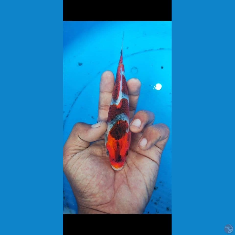 kuro goshiki 22 cm 