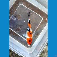 Mini Showa Ginrin 14cm