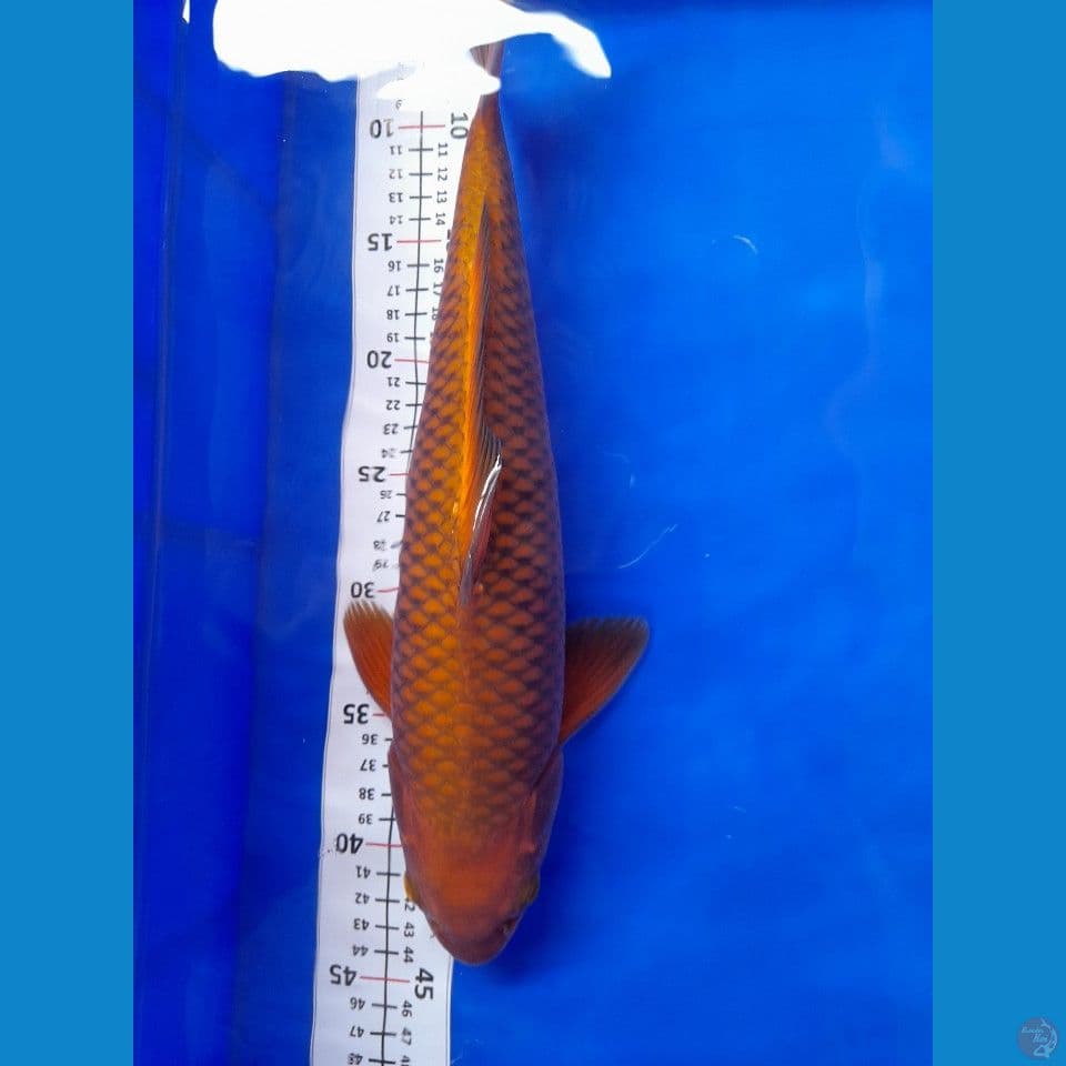 39cm Chagoi ring Tegas