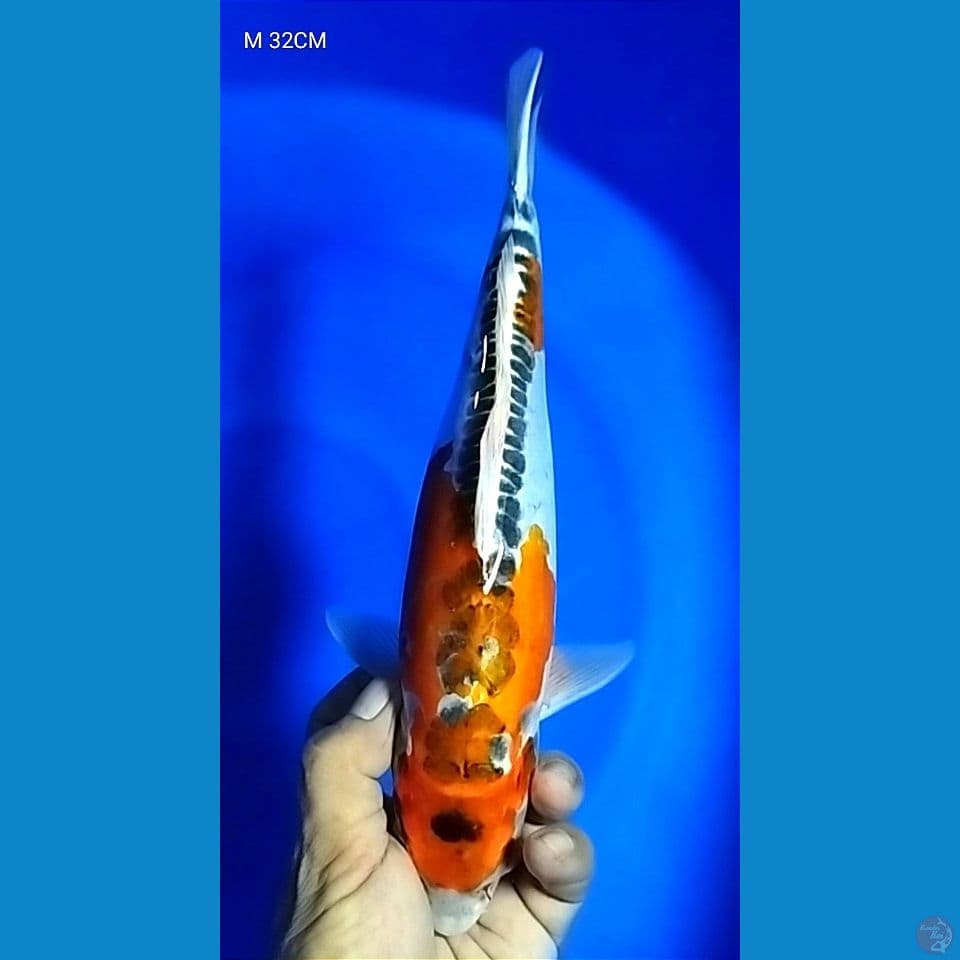 M 32CM KIKO