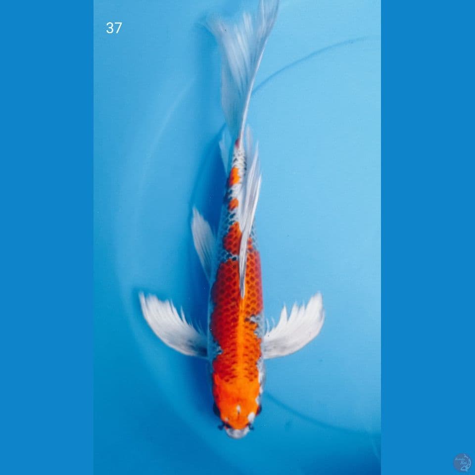 KUMPAY 37CM