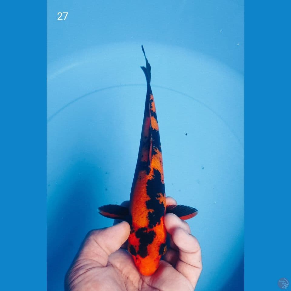 UTSURI 27CM
