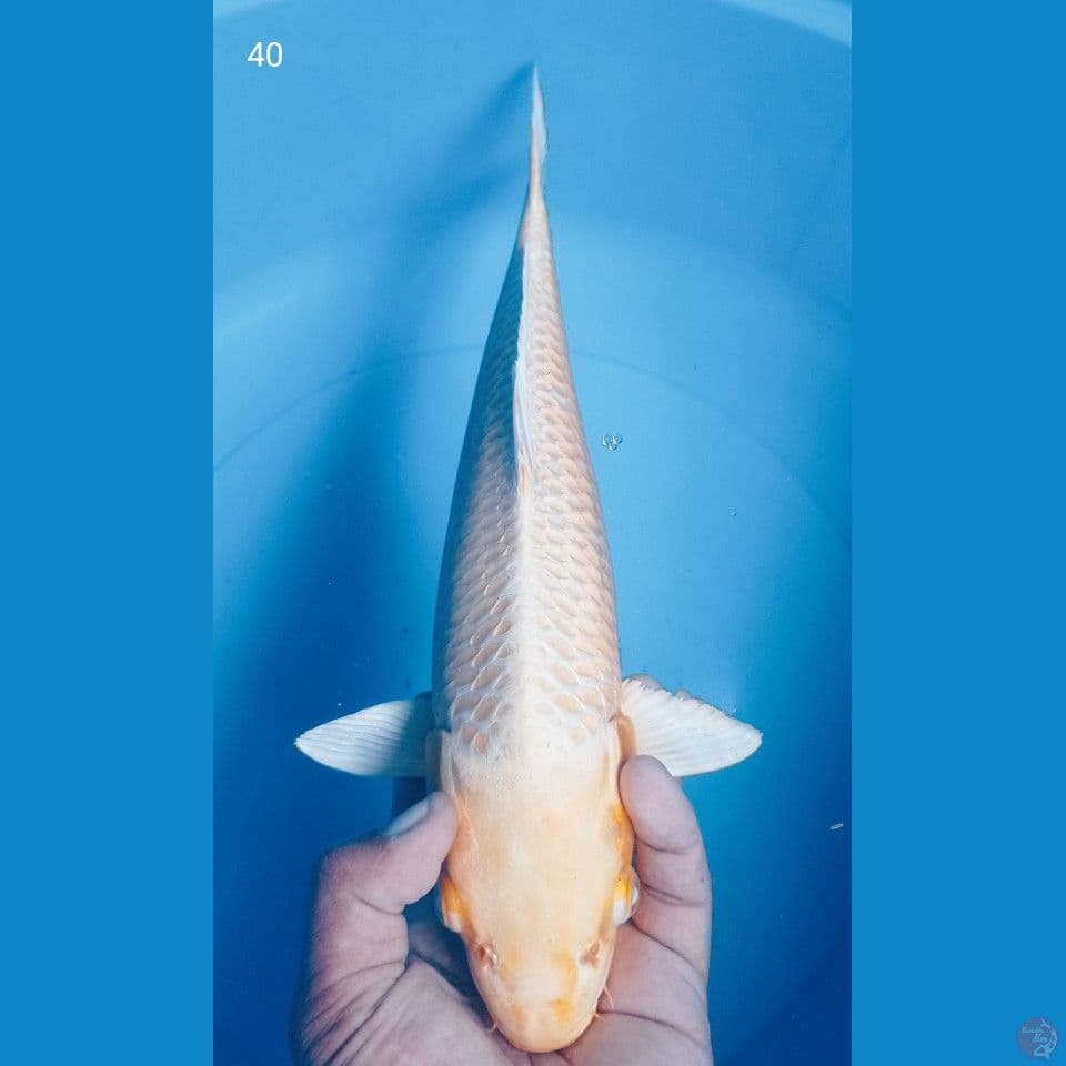 YAMA 40CM