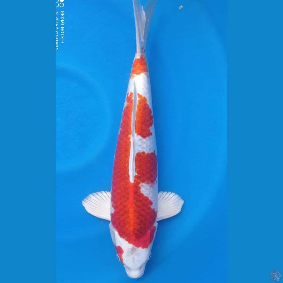 SAKURA OGON 45 CM