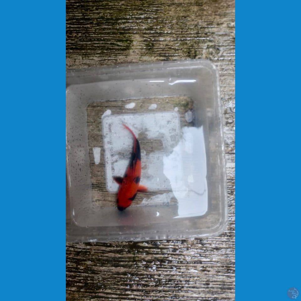 Super Red Hi-Utsuri Gindrin 15cm™