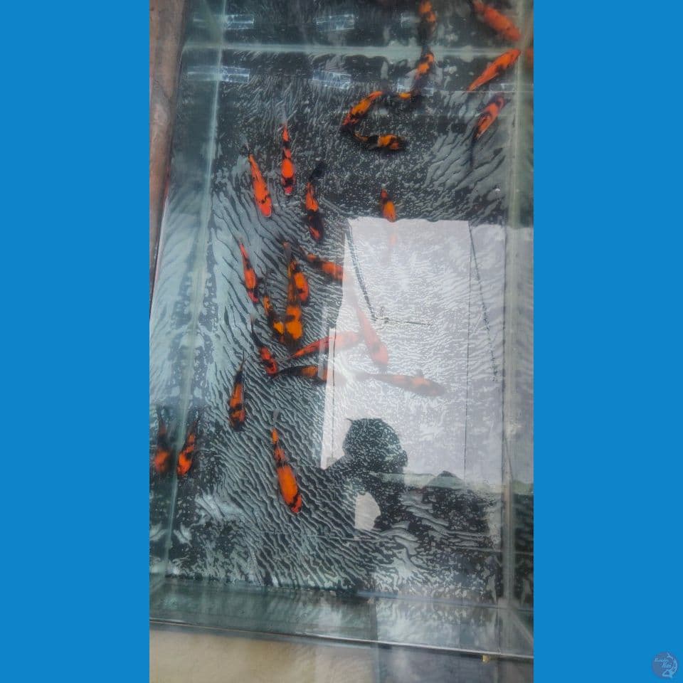 Paket 18ekor mantab² 11-17cm™