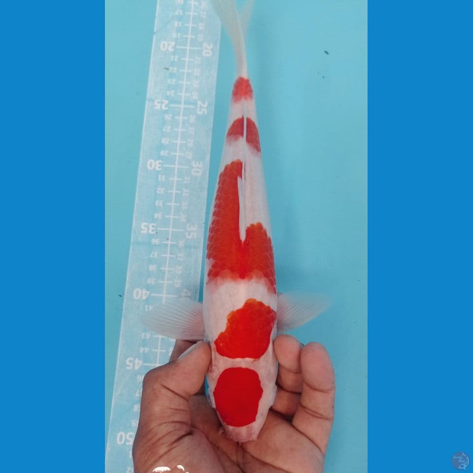 MARUTEN KOHAKU 30CM