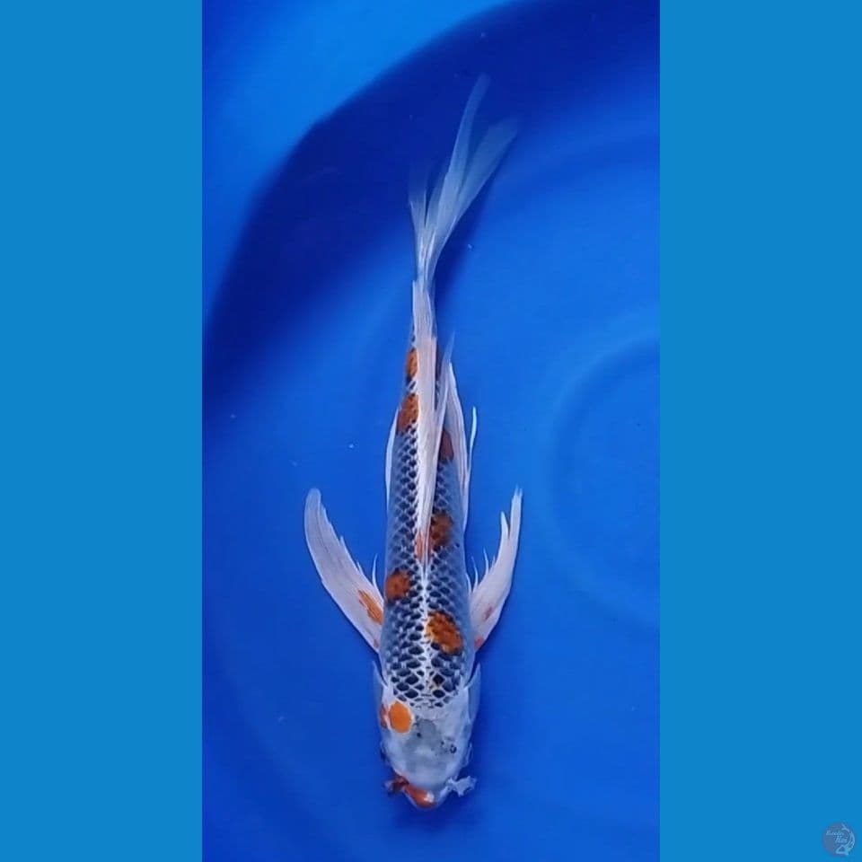 KUJAKU KUMPAY F 45CM