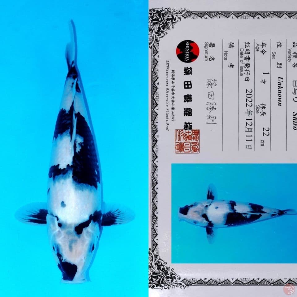 SHINODA SHIRO UTSURI HQ 34CM