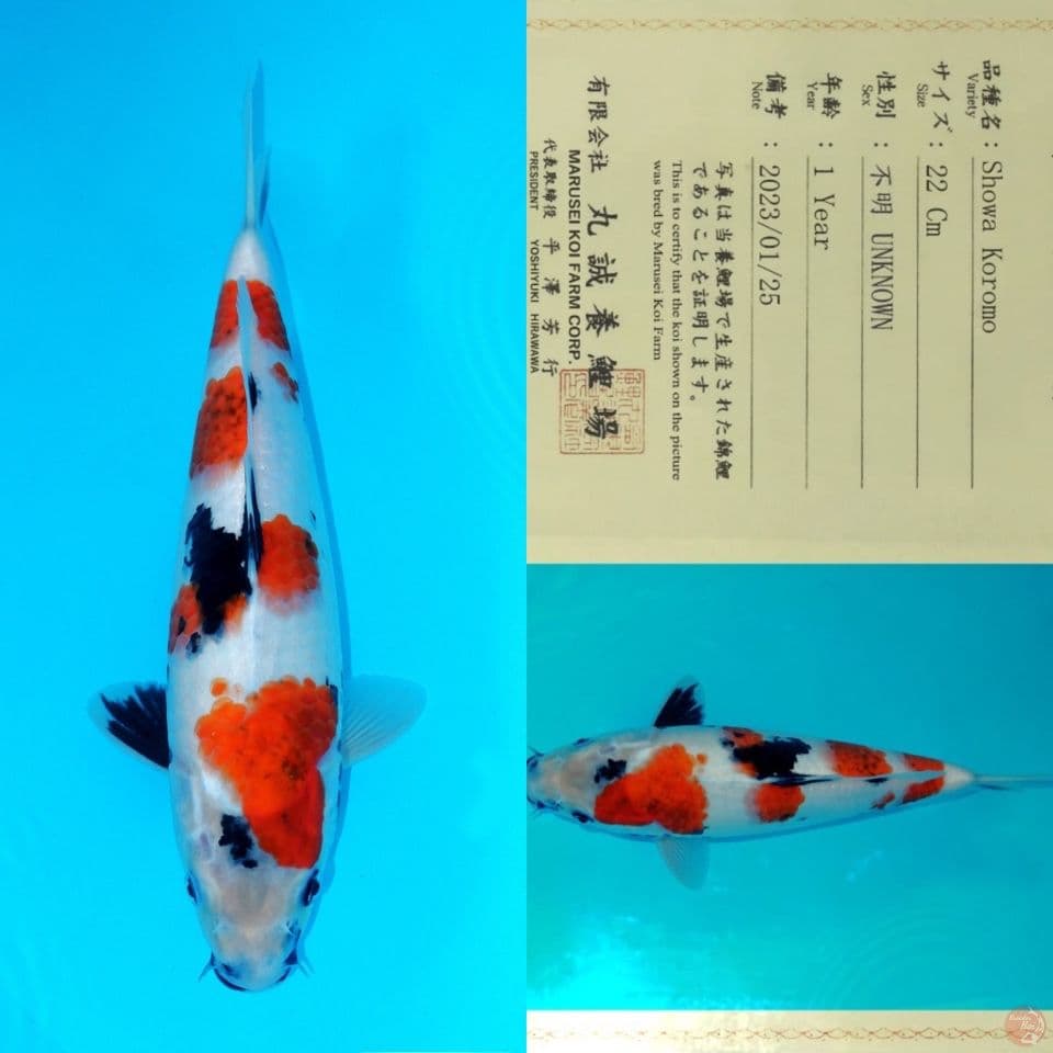 MARUSEI SHOWA KOROMO (RARE) HQ 34CM