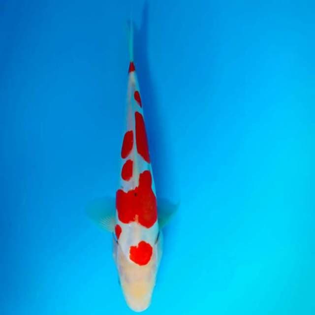 Kohaku doitsu