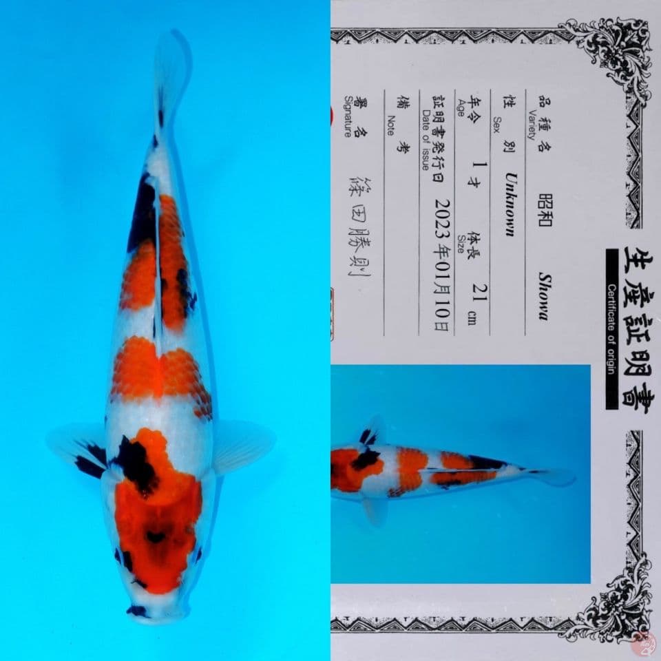 SHINODA SHOWA SANSHOKU HQ 33CM