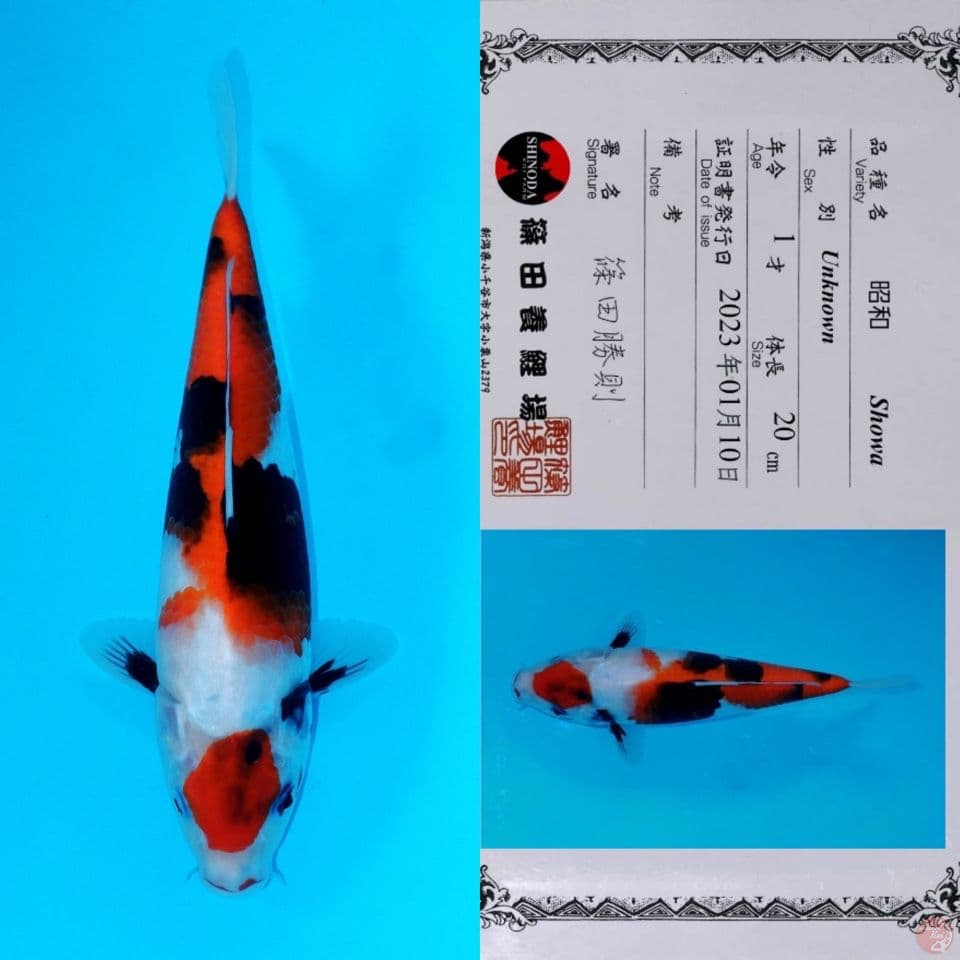 SHINODA MARUTEN SHOWA SANSHOKU HQ 30CM