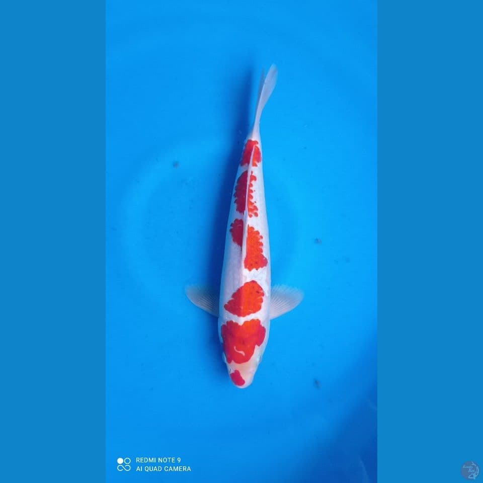 M 30CM KOHAKU