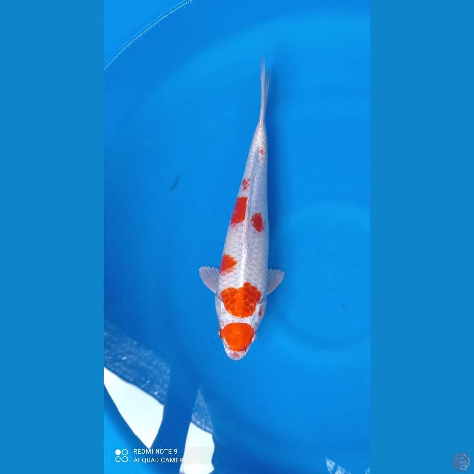 M 34CM KOHAKU SAKURA OGON