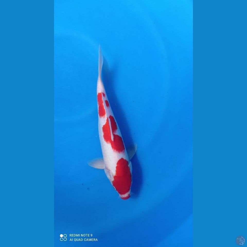 KOHAKU M 29CM