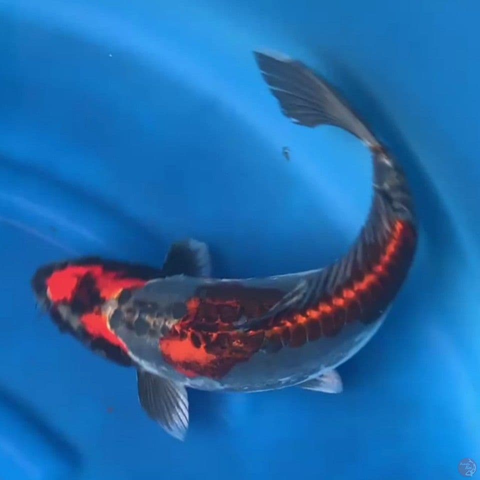BENIKIKOKO 40CM