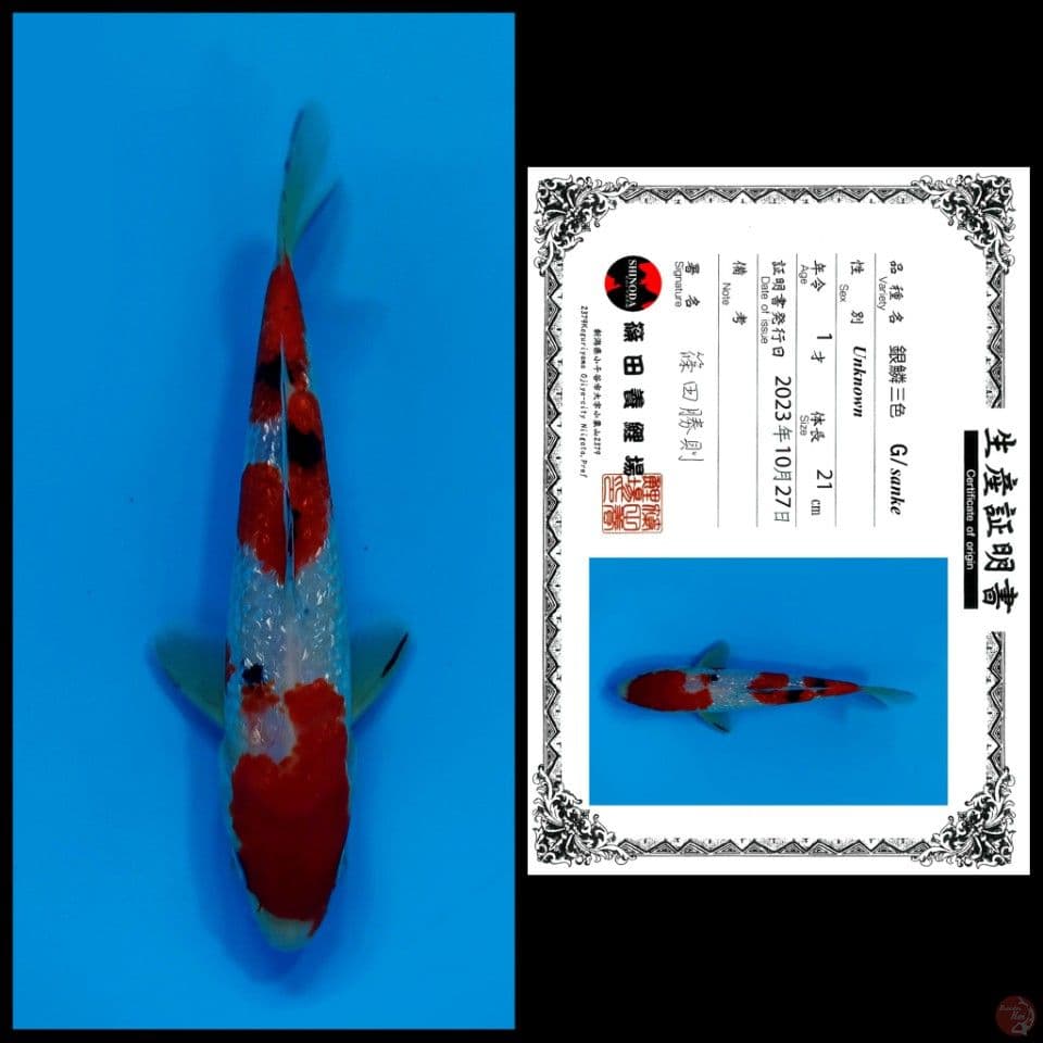 GINRIN SANKE SHINODA 21CM