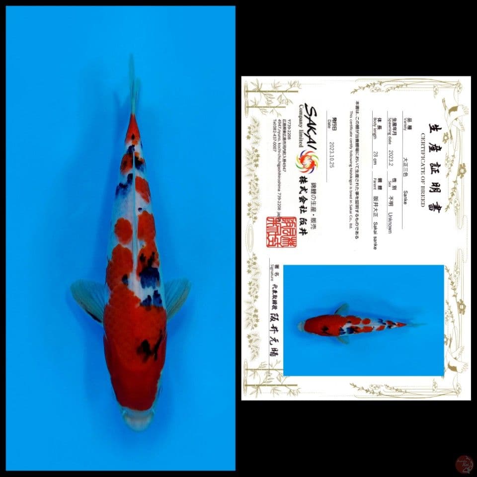 SANKE SAKAI 28CM