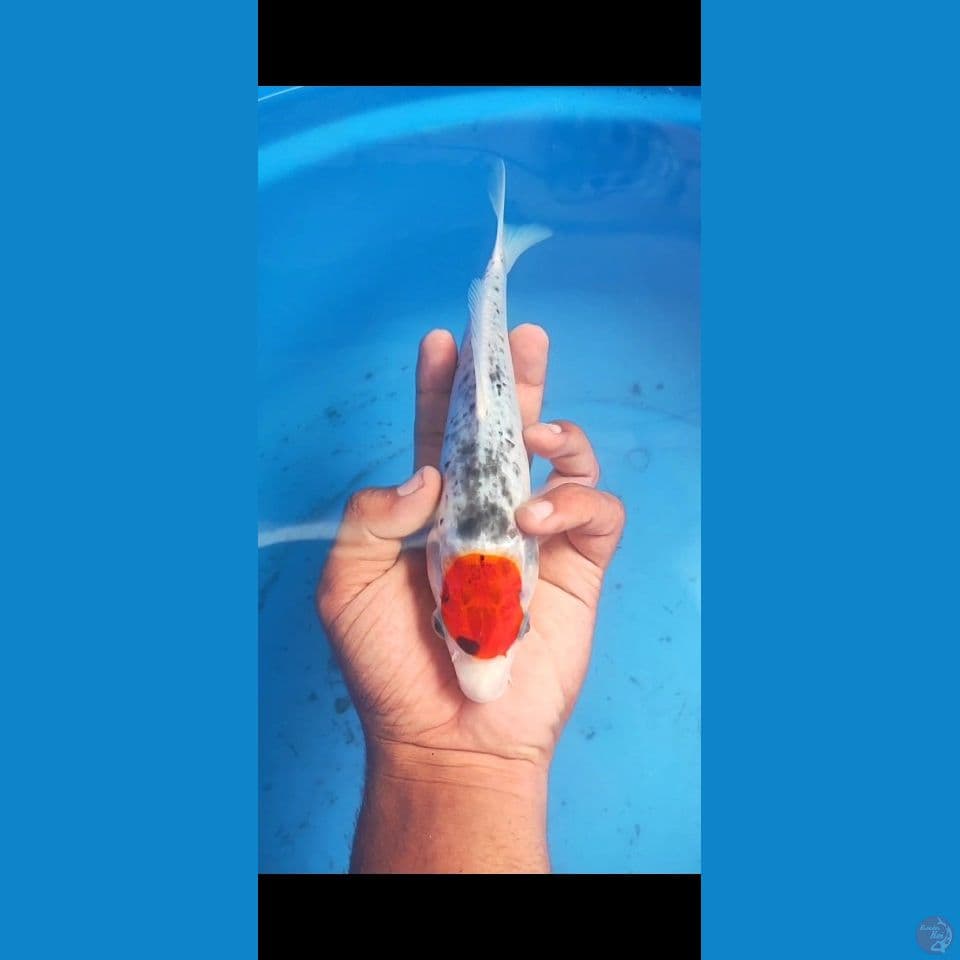 tancho gosiki 29 cm 