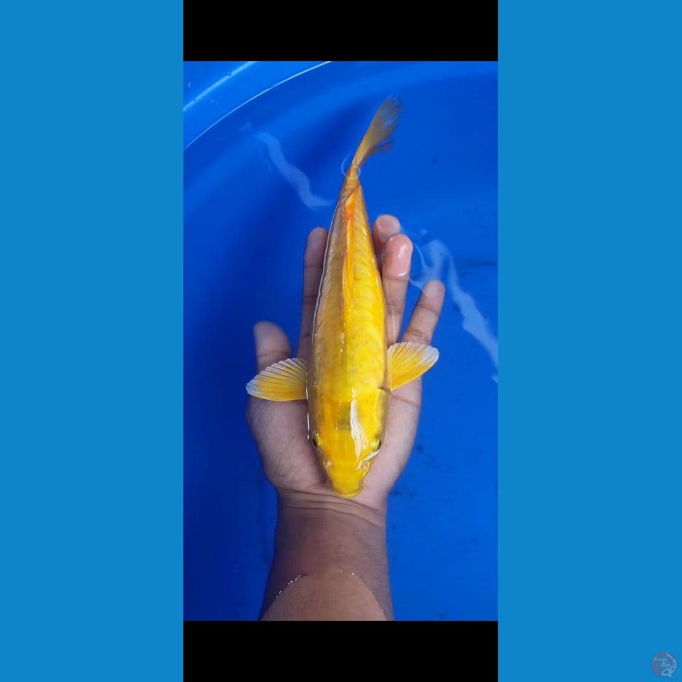 karasi aragoke 30 cm
