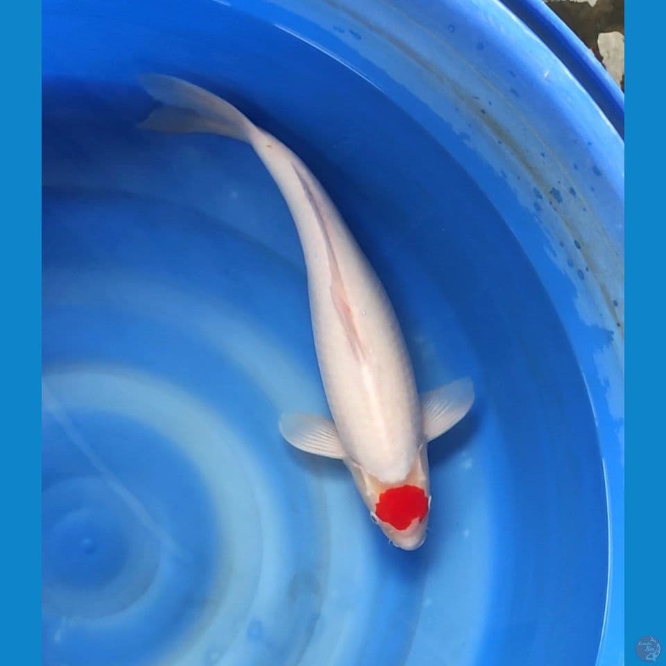 Import Tanco kohaku 53cm