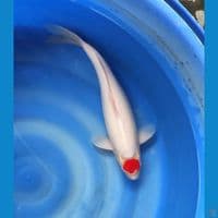 Import Tanco kohaku 53cm