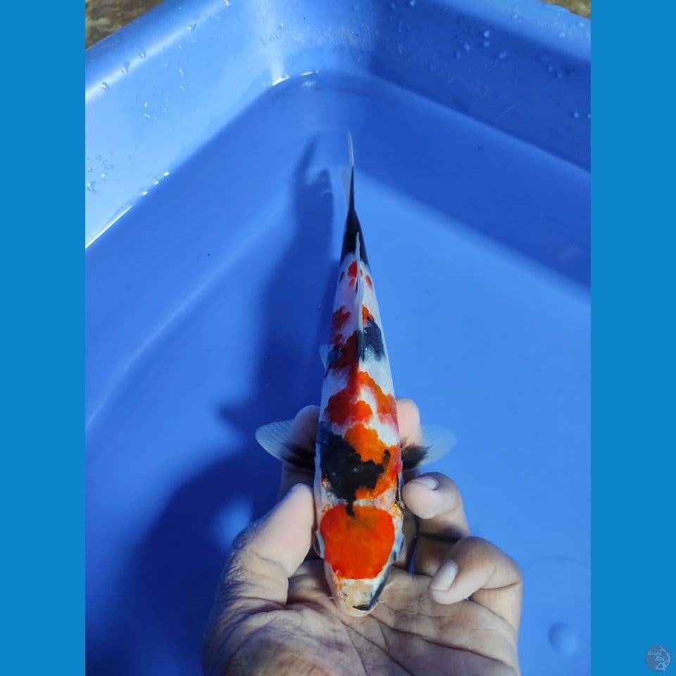 SHOWA MARUTEN 22CM
