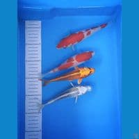 mix 18-21cm
