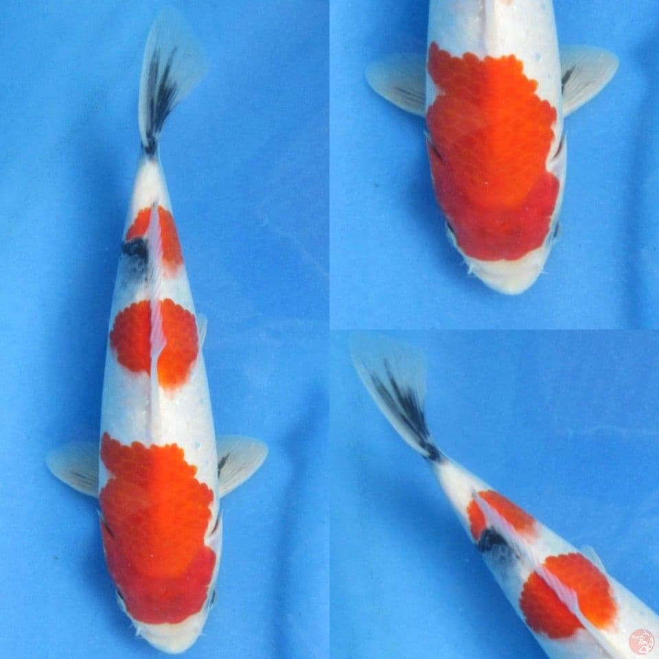 28cm male , Kindai Showa 