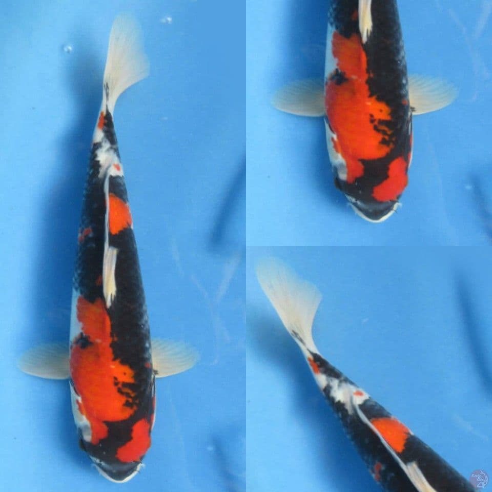 30cm male , showa sq