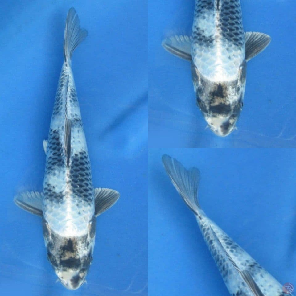 29cm male kage shiro 