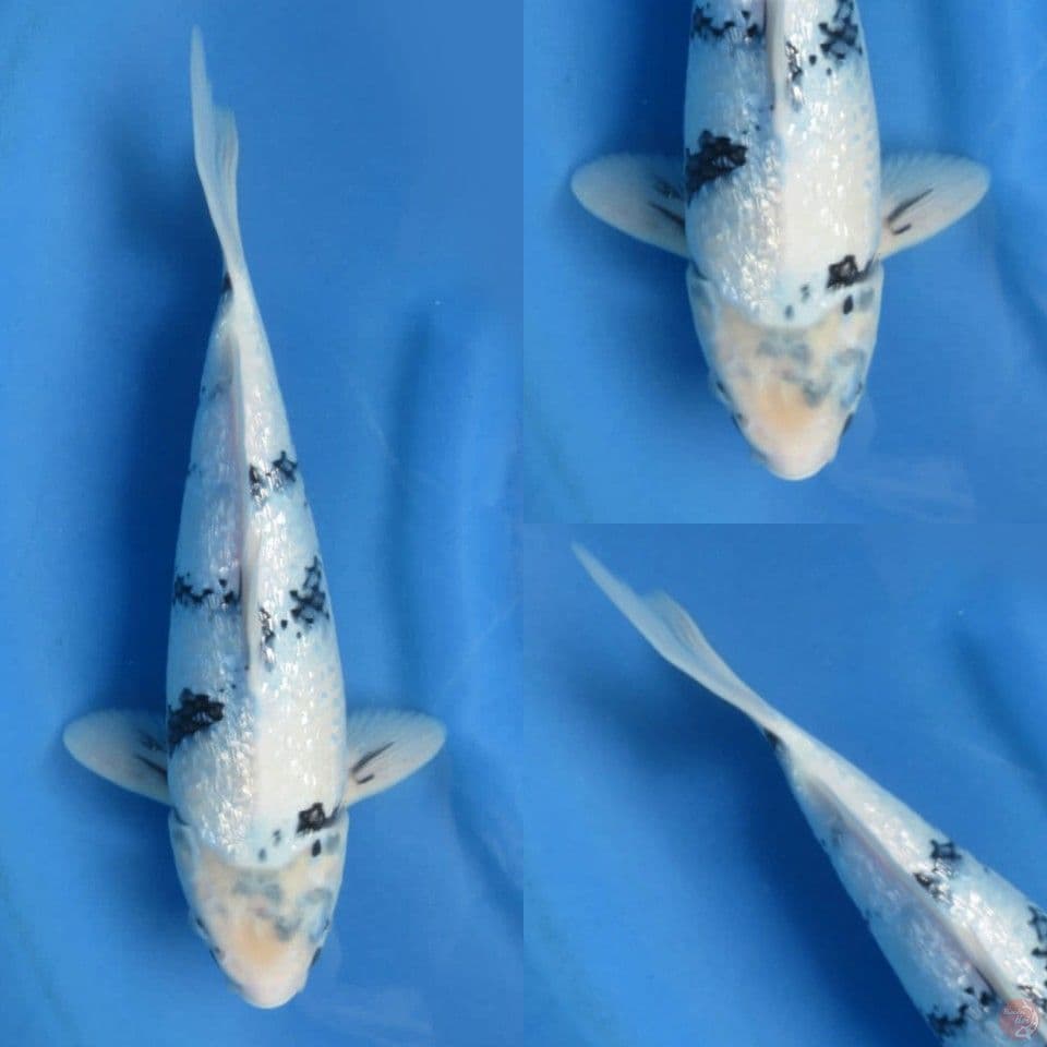 34cm calon bagus shiro