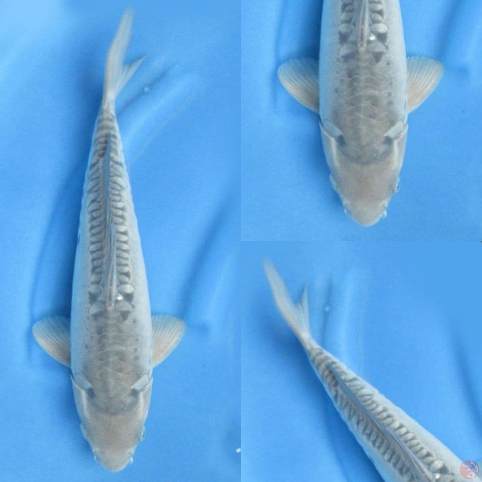 40cm soragoi doitsu no bocor
