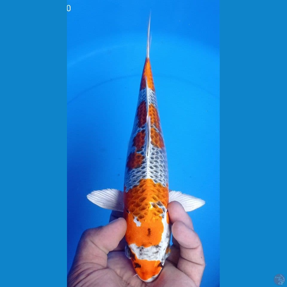 KUJAKU 30CM