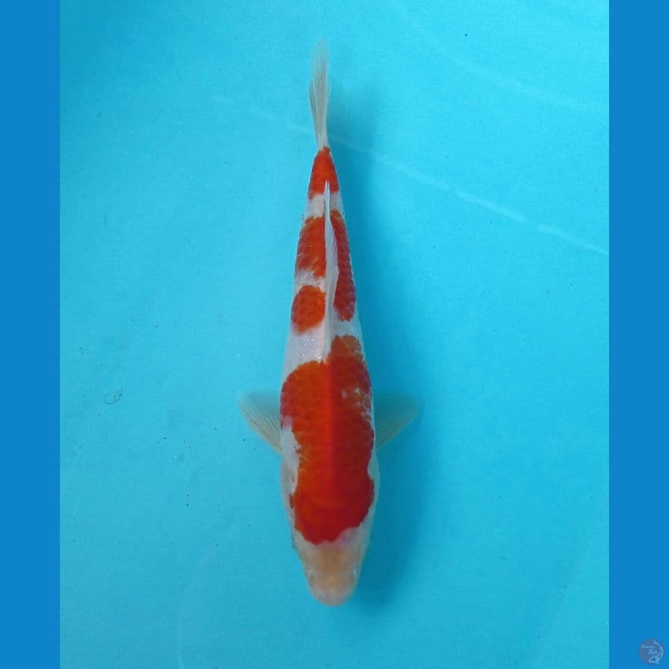 kohaku, 23 cm