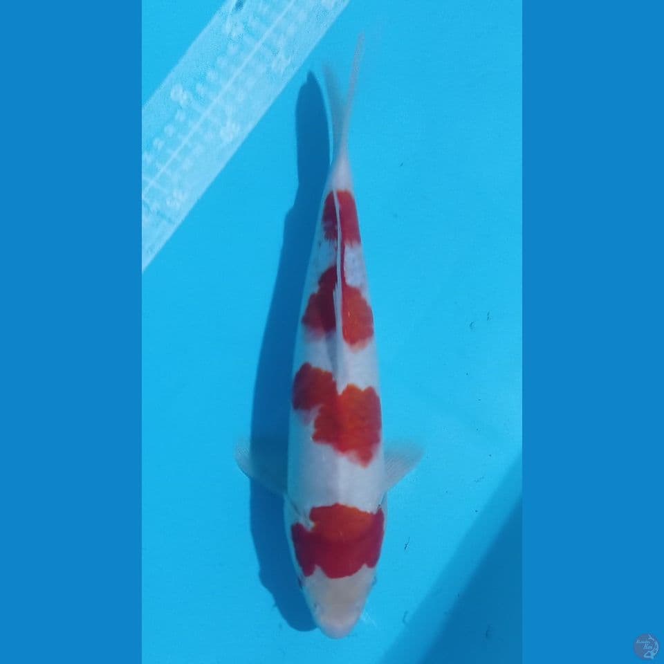 KOHAKU 30CM