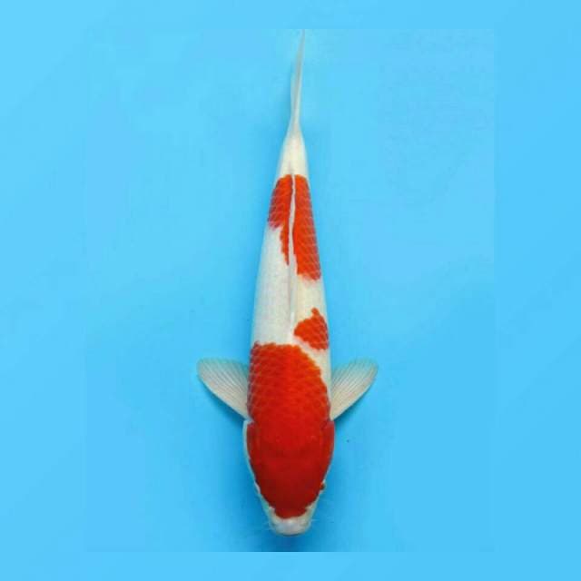 JUMBO KOHAKU SANDAN 