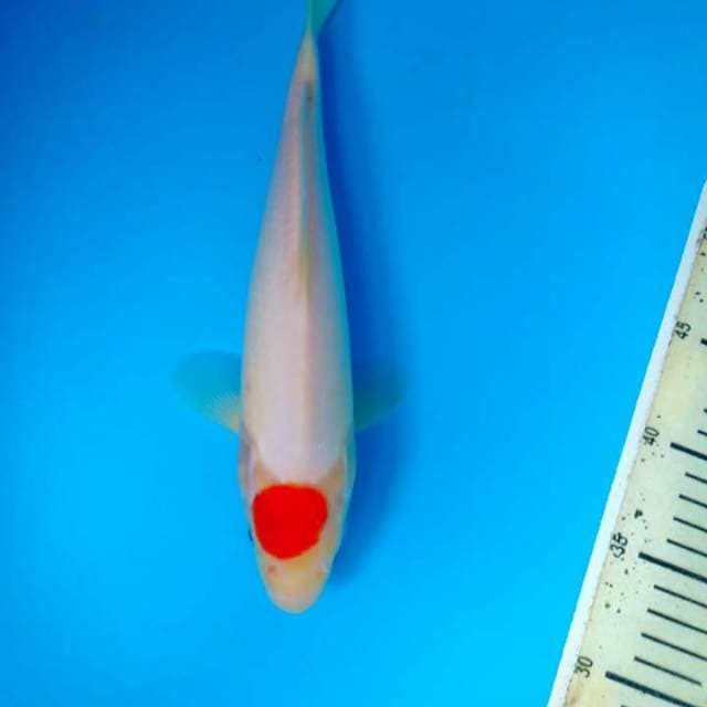 Tancho kohaku