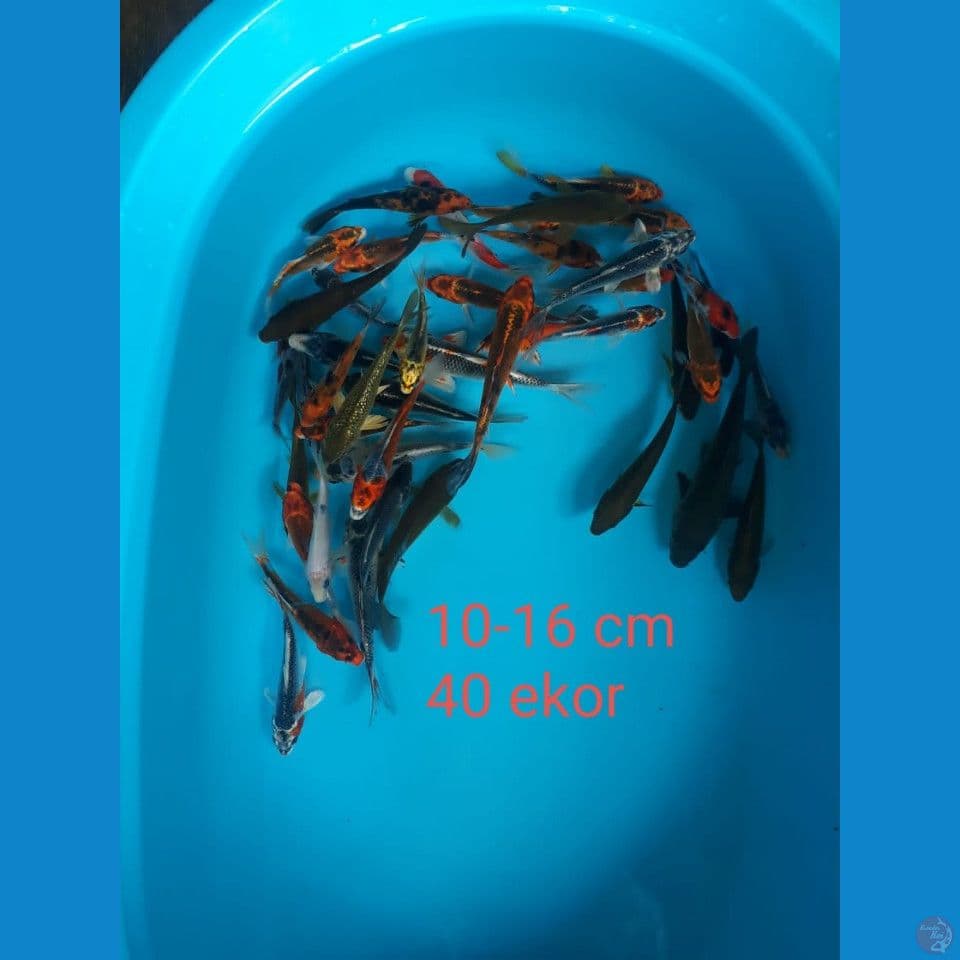 paket mix 40 ekor