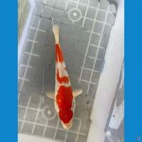 minion kohaku red 
