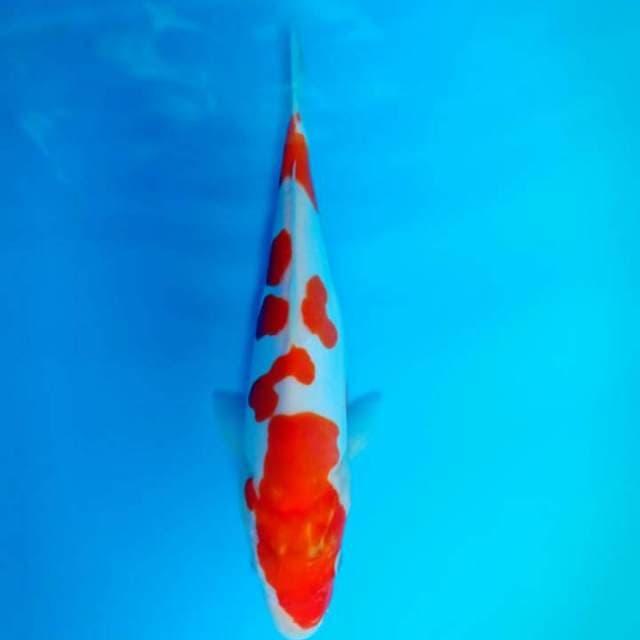Kohaku doitsu