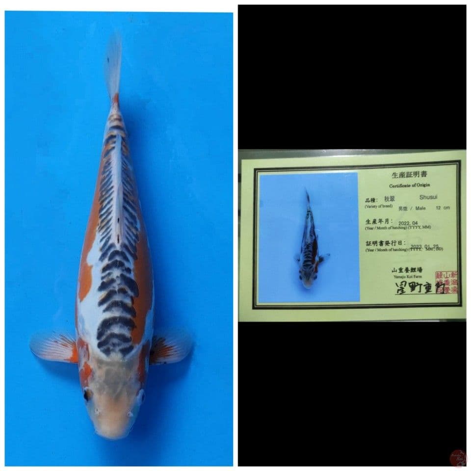 Yamaju Shusui