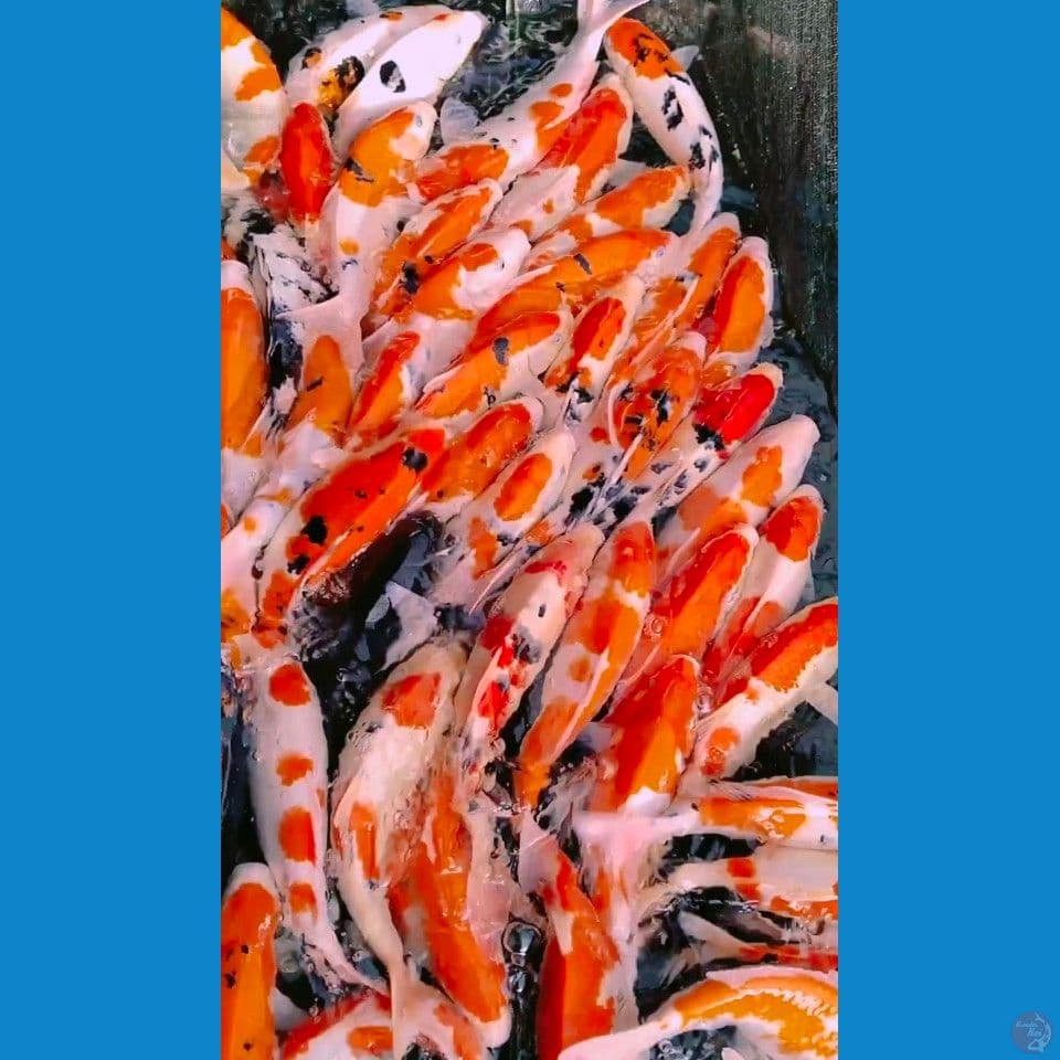 mik gemoy 30_38cm 70ekor.