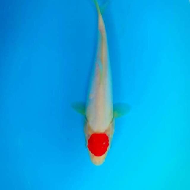 Tancho kohaku