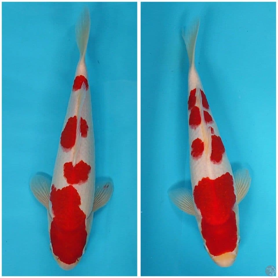 Duo kohaku SQ 30 33 cm all male